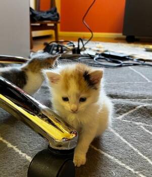 Rescue Domestic Short Hair Cats for Adoption in Philadelphia, Pennsylvania - Jordan | PetCurious