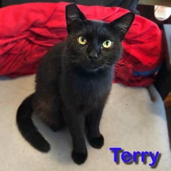 Terry -  Domestic Short Hair Cat for Adoption in Antioch, California - Terry | PetCurious