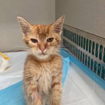 Gouda -  Domestic Long Hair Cat for Adoption in New York, New York - Gouda | PetCurious