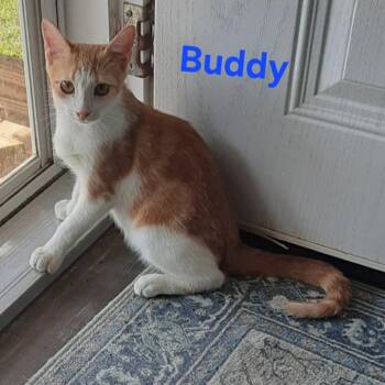 Buddy -  Domestic Short Hair Cat for Adoption in Wilmington, Delaware - Buddy | PetCurious