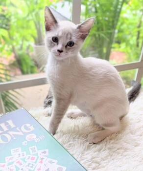 Brie -  Snowshoe and Domestic Short Hair Cat for Adoption in Brandon, Florida - Brie | PetCurious