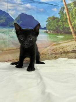Wolverine -  Domestic Short Hair Cat for Adoption in San Antonio, Texas - Wolverine | PetCurious