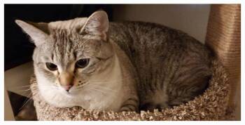 Rescue Siamese Cats for Adoption in Lewiston, Idaho - Nixi - **COURTESY POST** | PetCurious