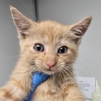 Reese -  Domestic Medium Hair Cat for Adoption in Concord, North Carolina - Reese | PetCurious