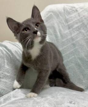 Kenny -  Domestic Short Hair Cat for Adoption in Gary, Indiana - Kenny | PetCurious