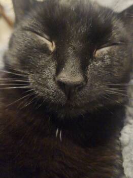 Domestic Short Hair Cats Available for Adoption - Shadow 3 | PetCurious