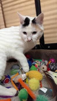 Calico Cats Available for Adoption - Molly | PetCurious