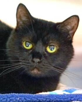 Little -  Domestic Short Hair Cat for Adoption in Fishers, Indiana - Little | PetCurious