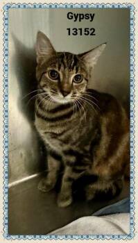 Rescue Domestic Short Hair and Tabby Cats for Adoption in Marietta, Georgia - GYPSY | PetCurious