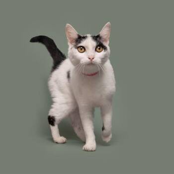 Jackie -  Domestic Short Hair Cat for Adoption in Brentwood, Missouri - Jackie | PetCurious