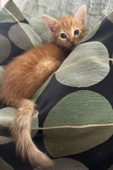Chicharito -  Tabby Cat for Adoption in San Juan Capistrano, California - Chicharito | PetCurious