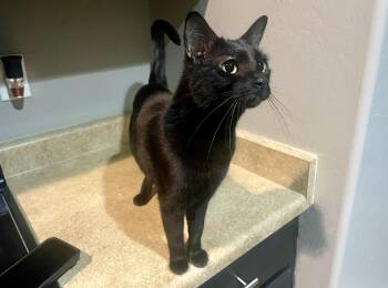 Rescue Domestic Short Hair Cats for Adoption in Goodyear, Arizona - Twig | PetCurious