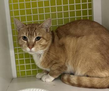 Dash -  Domestic Short Hair Cat for Adoption in Bridgeport, Connecticut - Dash | PetCurious
