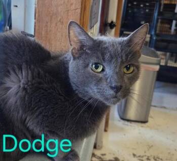 Dodge -  Russian Blue and Domestic Short Hair Cat for Adoption in Las Cruces, New Mexico - Dodge | PetCurious