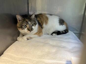 JOAN -  Domestic Short Hair Cat for Adoption in Santa Cruz, California - JOAN | PetCurious
