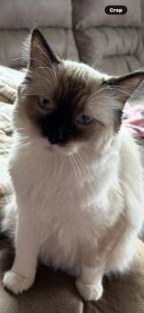 Siamese Cats Available for Adoption - Oakley | PetCurious