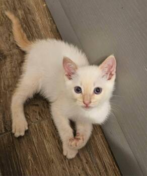 Anakin -  Siamese Cat Available for Adoption in San Juan Capistrano, California - Anakin | PetCurious
