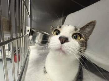 Domestic Short Hair Cats Available for Adoption in Montreal, Quebec - Moussa | PetCurious