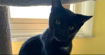 Cole -  Domestic Short Hair Cat Available for Adoption in Greensburg, Pennsylvania - Cole | PetCurious