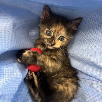 Leg Press -  Domestic Short Hair Cat for Adoption in Salisbury, North Carolina - Leg Press | PetCurious