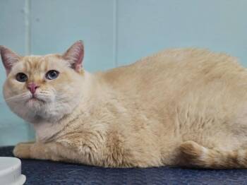 Rescue Siamese Cats for Adoption in Hopkinsville, Kentucky - Rosa | PetCurious