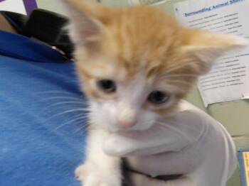 NOVA -  Domestic Short Hair Cat for Adoption in Tulsa, Oklahoma - NOVA | PetCurious