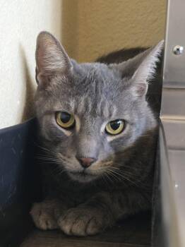 Thunder -  Domestic Short Hair Cat for Adoption in Mission Viejo, California - Thunder | PetCurious