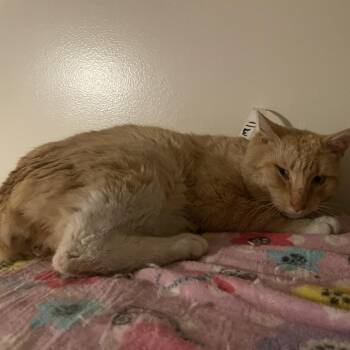 American Bobtail and Domestic Short Hair Cats Available for Adoption - Ginger Blaze | PetCurious