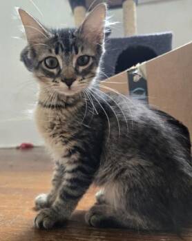 Marcela -  Domestic Medium Hair and Domestic Short Hair Cat for Adoption in River Ridge, Louisiana - Marcela | PetCurious