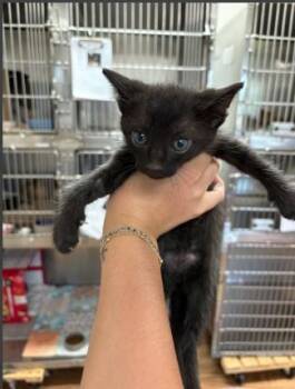 Domestic Short Hair Cats Available for Adoption in Sugar Land, Texas - CHESS | PetCurious