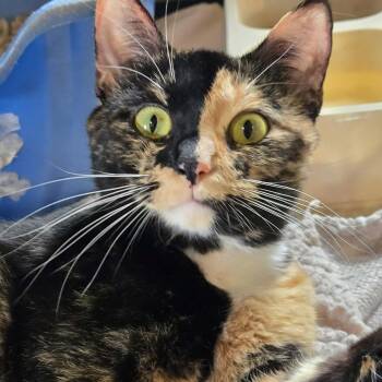 April (aka Bibbles) -  Domestic Short Hair Cat for Adoption in Park Falls, Wisconsin - April (aka Bibbles) | PetCurious