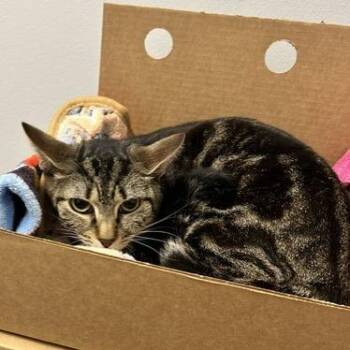 Domestic Short Hair Cats Available for Adoption - Terrace | PetCurious