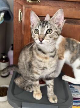 Judith -  Tabby and Domestic Short Hair Cat for Adoption in Columbia, South Carolina - Judith | PetCurious