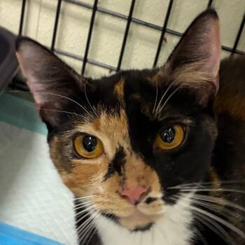 Cammy -  Domestic Short Hair Cat for Adoption in Williston, Florida - Cammy | PetCurious
