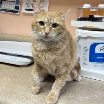 Juno 7751 -  Domestic Short Hair Cat for Adoption in Hamilton, Georgia - Juno 7751 | PetCurious