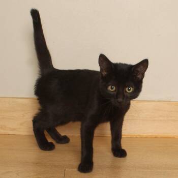Costco C70725 -  Domestic Short Hair Cat for Adoption in Minnetonka, Minnesota - Costco C70725 | PetCurious