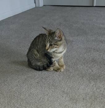 Lita -  Domestic Short Hair Cat for Adoption - Lita | PetCurious