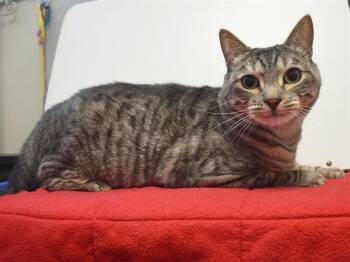 RAVIOLI -  Domestic Short Hair Cat for Adoption in Sacramento, California - RAVIOLI | PetCurious
