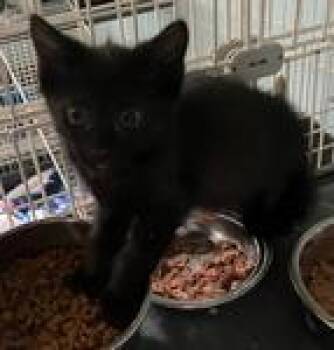 Hayley -  Domestic Short Hair Cat for Adoption in Heathsville, Virginia - Hayley | PetCurious