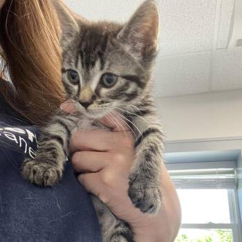 Evangeline -  Domestic Short Hair Cat for Adoption in Oneonta, New York - Evangeline | PetCurious