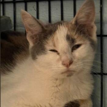 Fantasia C26-283 -  Domestic Short Hair Cat for Adoption in Lebanon, Tennessee - Fantasia C26-283 | PetCurious