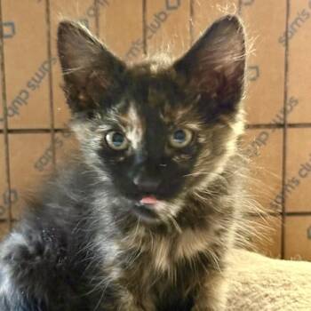 Rihanna -  Domestic Short Hair Cat for Adoption in Santa Fe, New Mexico - Rihanna | PetCurious