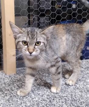 Rescue Domestic Short Hair Cats for Adoption in Faribault, Minnesota - Skittles | PetCurious