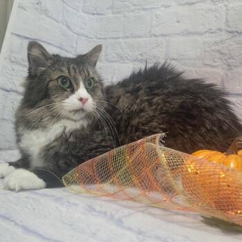 Rescue Domestic Medium Hair Cats for Adoption in Harrisonburg, Virginia - Fabrizio | PetCurious