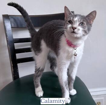 Domestic Short Hair Cats Available for Adoption in Berkeley Springs, West Virginia - Calamity | PetCurious
