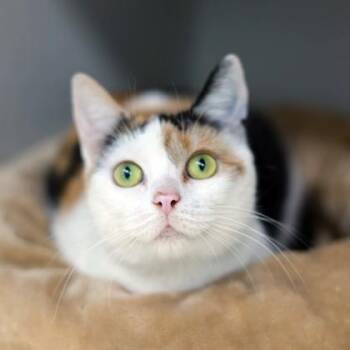 Domestic Short Hair Cats Available for Adoption - Miya | PetCurious