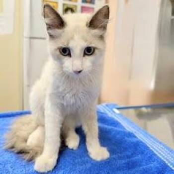 Michael -  Siamese Cat for Adoption in Green Valley, Arizona - Michael | PetCurious