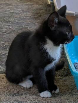Rescue Tuxedo and Domestic Short Hair Cats for Adoption in Libby, Montana - Wren | PetCurious