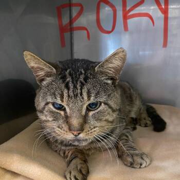 Rescue Domestic Short Hair Cats for Adoption in King George, Virginia - Rory | PetCurious