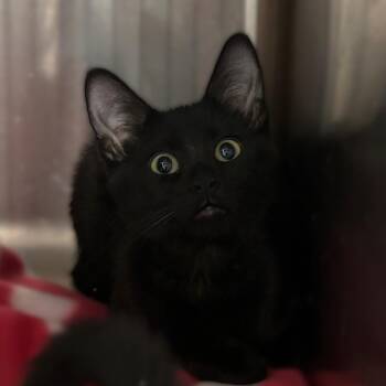 Mystique -  Domestic Short Hair Cat for Adoption in Davenport, Iowa - Mystique | PetCurious